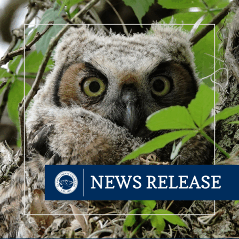 square image of a great horned owlet with overlay of a blue box containing the white El Paso County Seal and text reading NEWS RELEASE