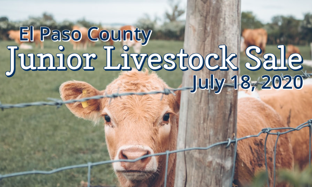 El Paso County Junior Livestock Sale Benefits Area Youth El Paso