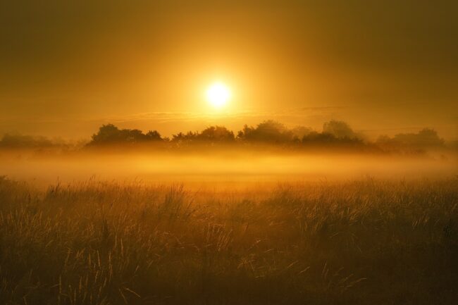 Sunrise over field and trees