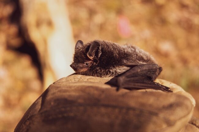 A small bat is being held by a gloved hand