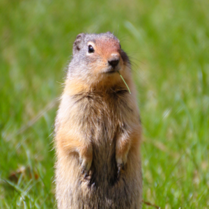 Website images 800x800 (5) prairie dog in a grassy area