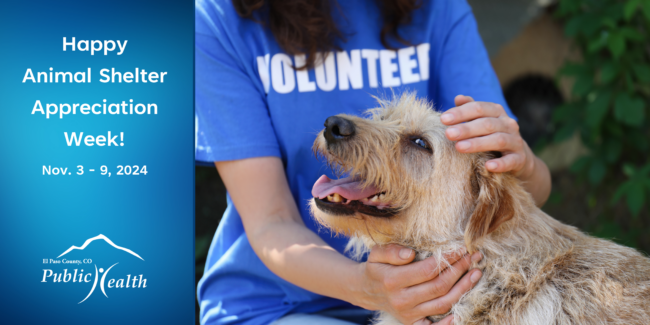 Animal Shelter Appreciation week banner Image of dog being pet by person wearing a blue shirt reading "Volunteer", on the right reads "Happy Animal Shelter Appreciation Week! Nov. 3 - 9, 2024"