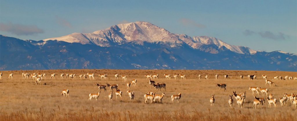 Pronghorn and Pikes Peak Steve Blankenship EPC staff Pronghorn and Pikes Peak Steve Blankenship EPC staff
