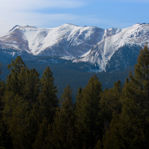 Pikes Peak with Pines Snowy Pikes Peak with beautiful tall and green pine trees in the foreground
