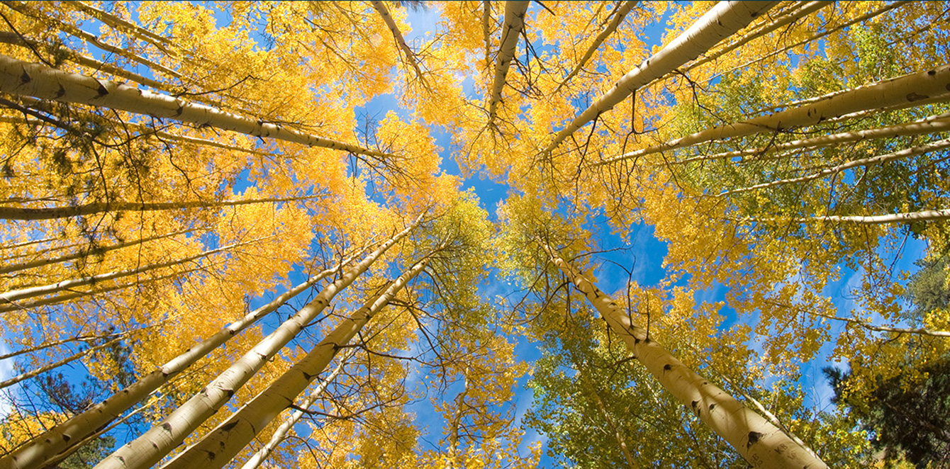 Aspen Trees