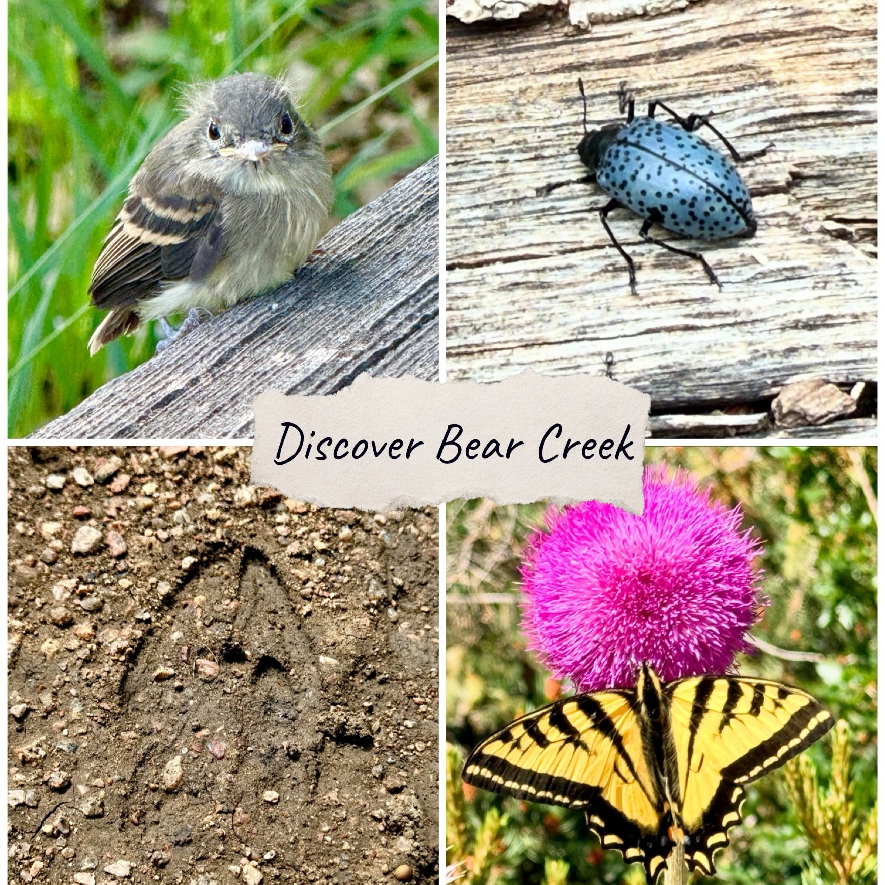 Photo collage of a bird, beetle, deer track, and butterfly on a flower with "Discover Bear Creek" in the middle