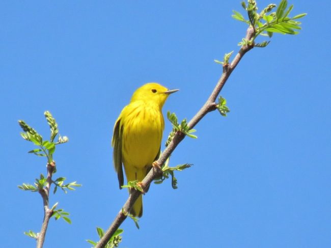 Bright yellow bird perches on a branch