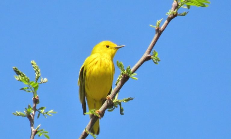 Bright yellow bird perches on a branch