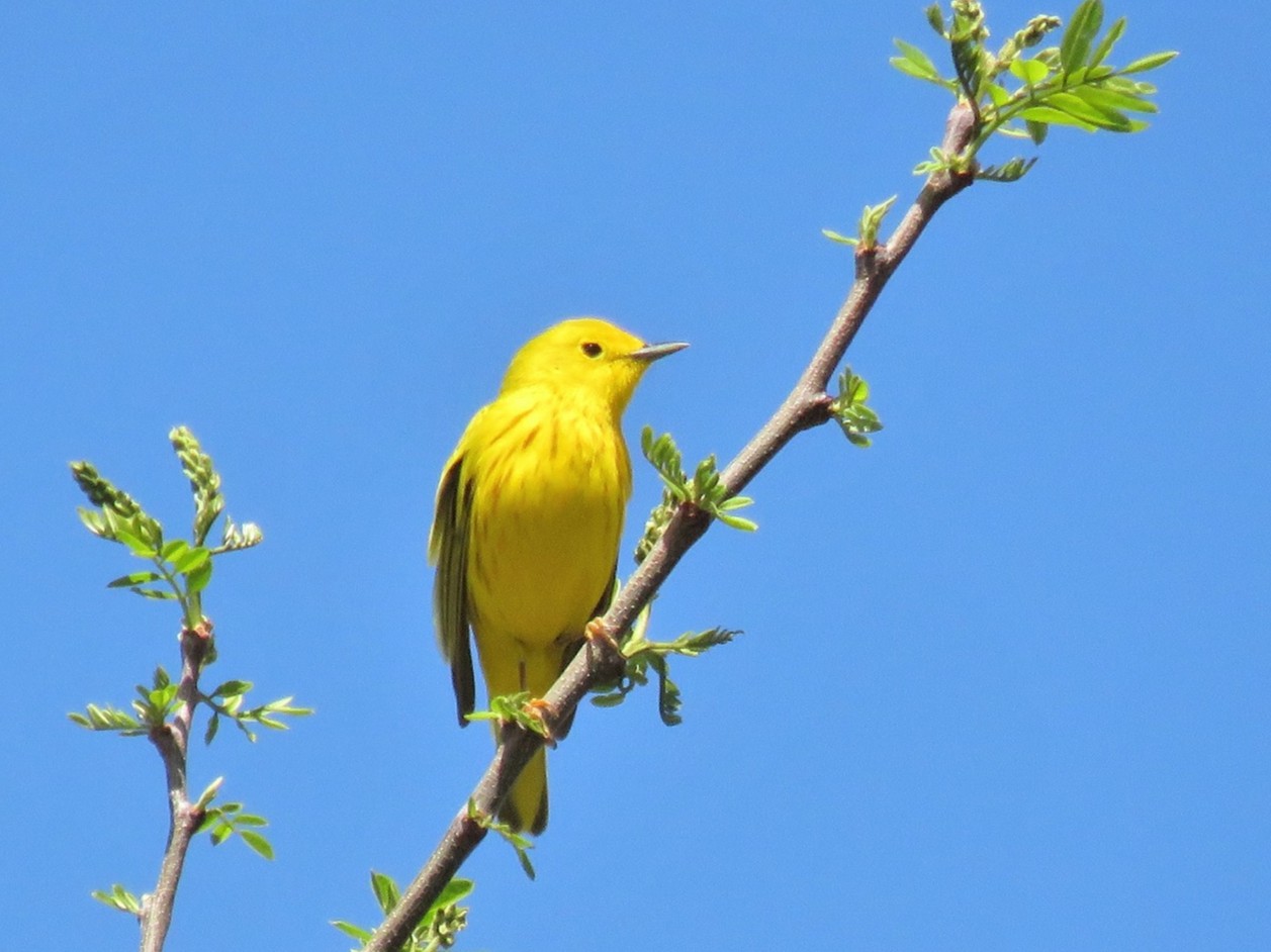 Birding by Ear - El Paso County Parks and Recreation