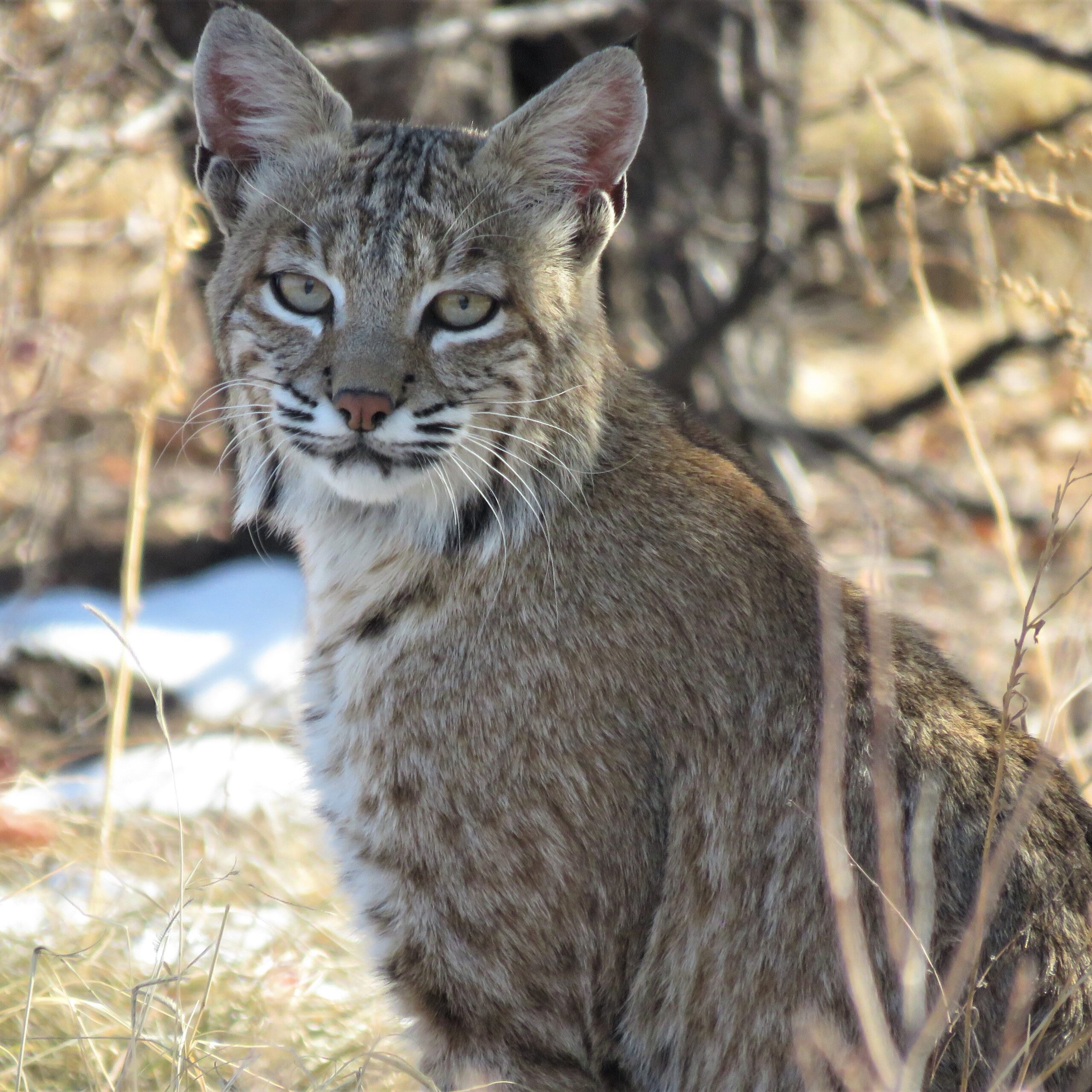 Bobcat - Jessica Miller