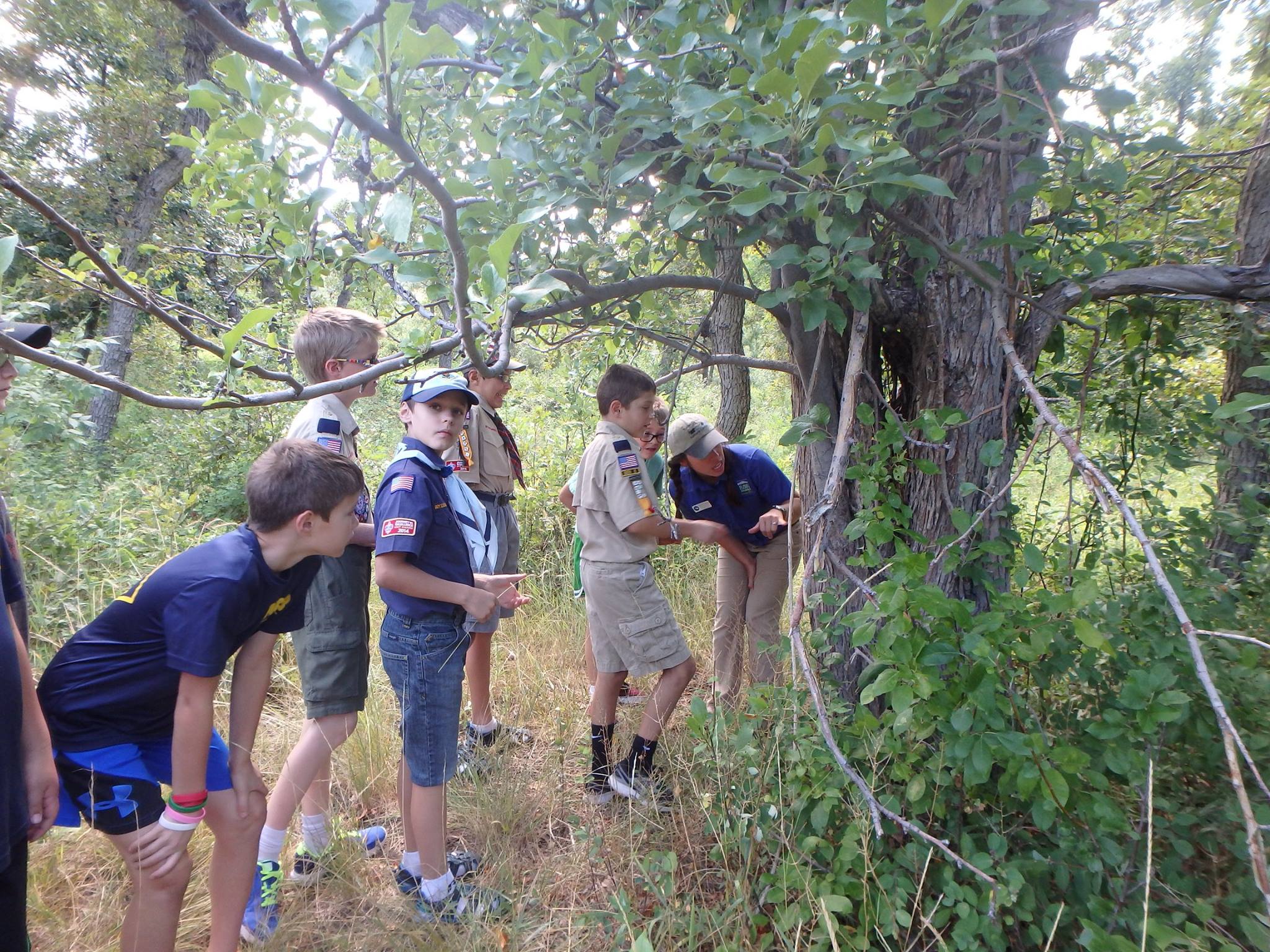 A group of boys scouts looking close at a tree in Bear Creek Park
