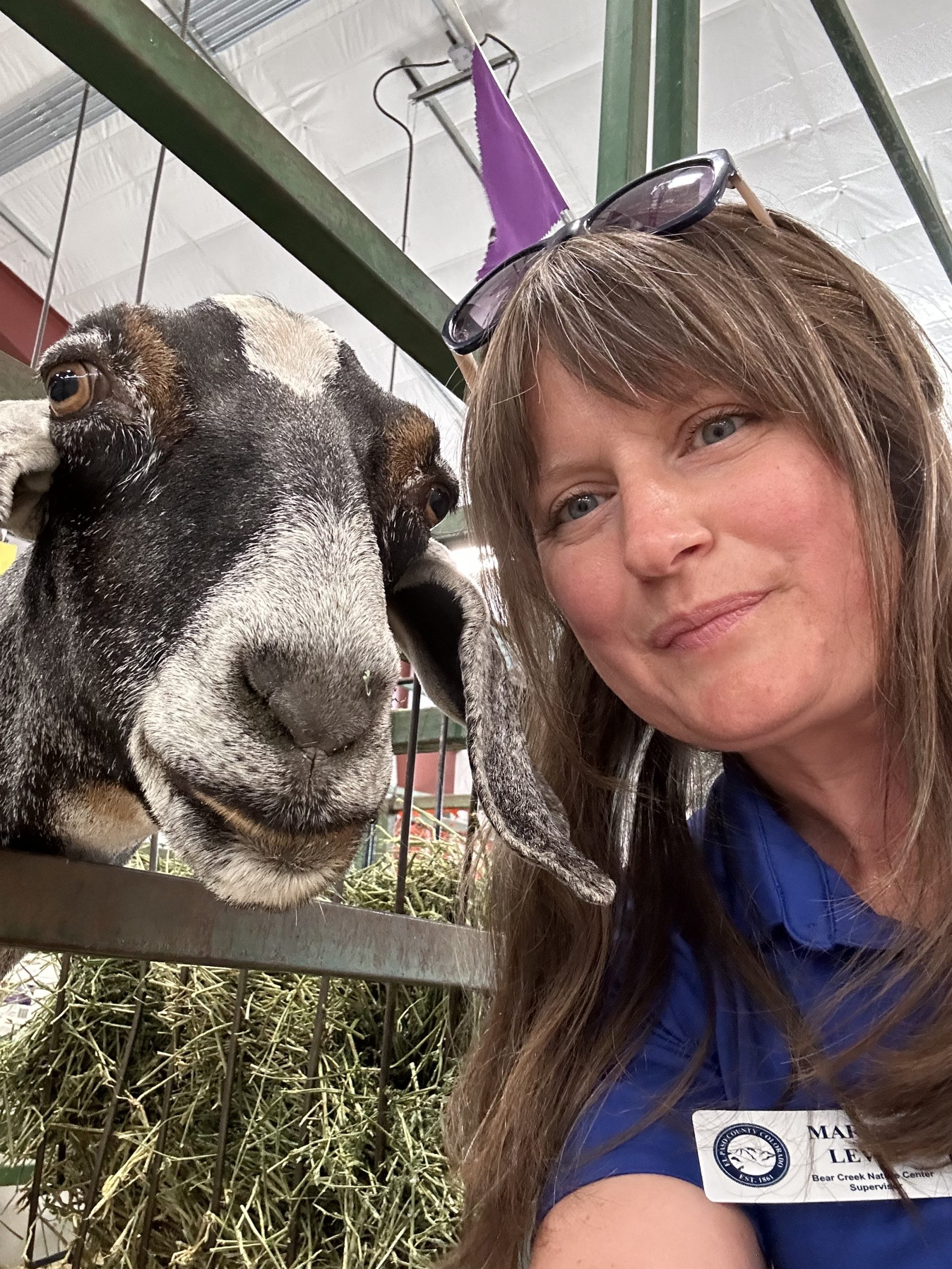 County Fair Goat