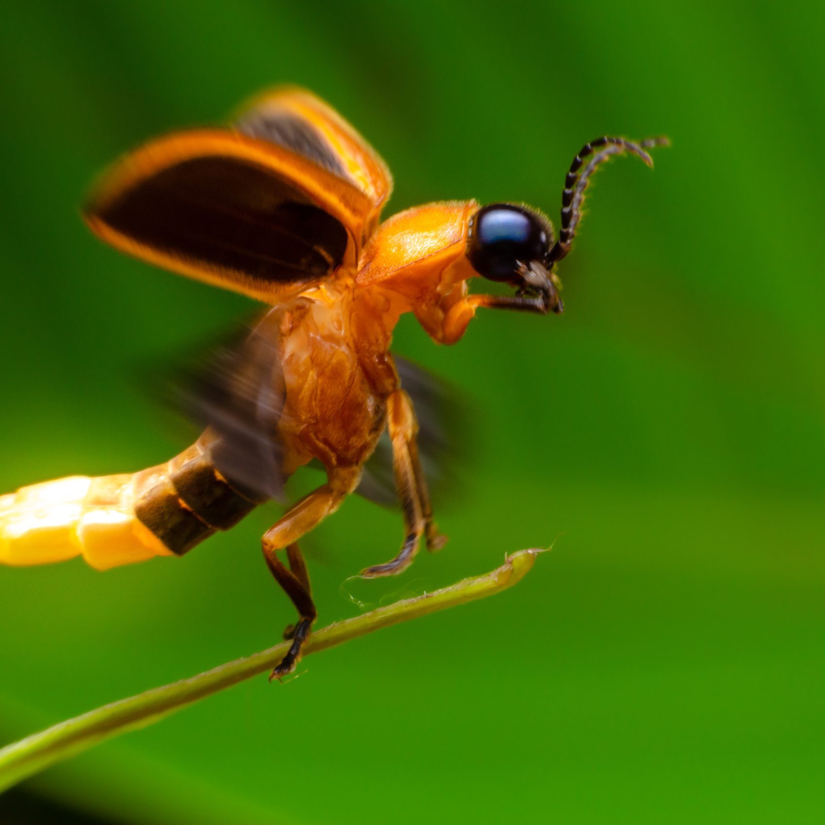 FCNC Firefly Celebration and Night Hike An orange and black flying insect with a glowing abdomen lands on a plant in front of a green background