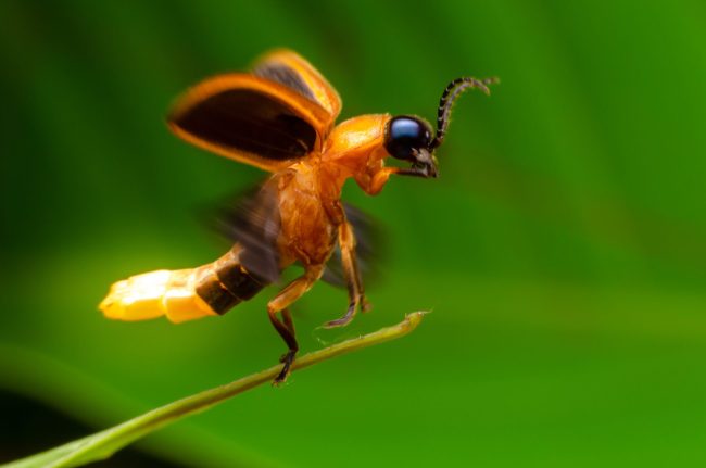 FCNC Firefly Celebration and Night Hike An orange and black flying insect with a glowing abdomen lands on a plant in front of a green background