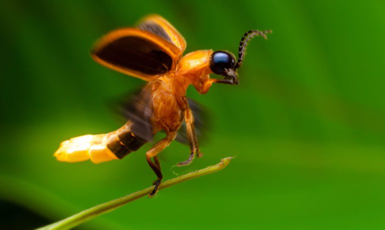 FCNC Firefly Celebration and Night Hike An orange and black flying insect with a glowing abdomen lands on a plant in front of a green background