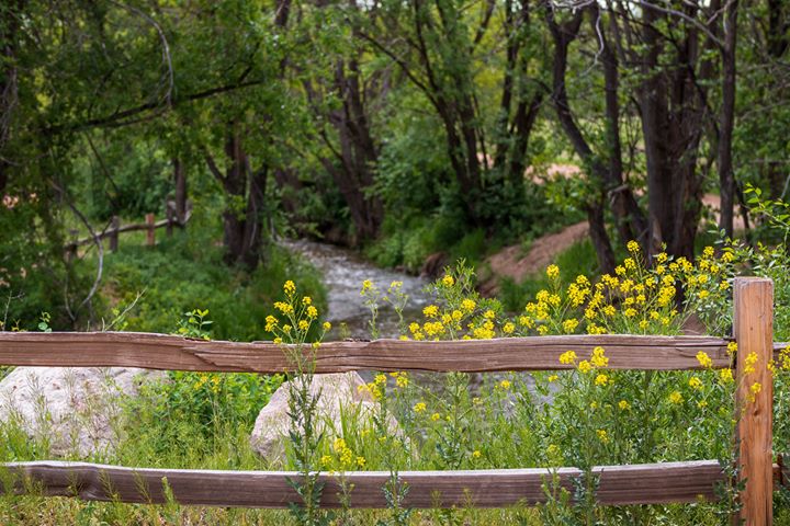 FCNC Landscape (24) rustic wooden fence with surrounded by yellow wildflowers overlooking a stream