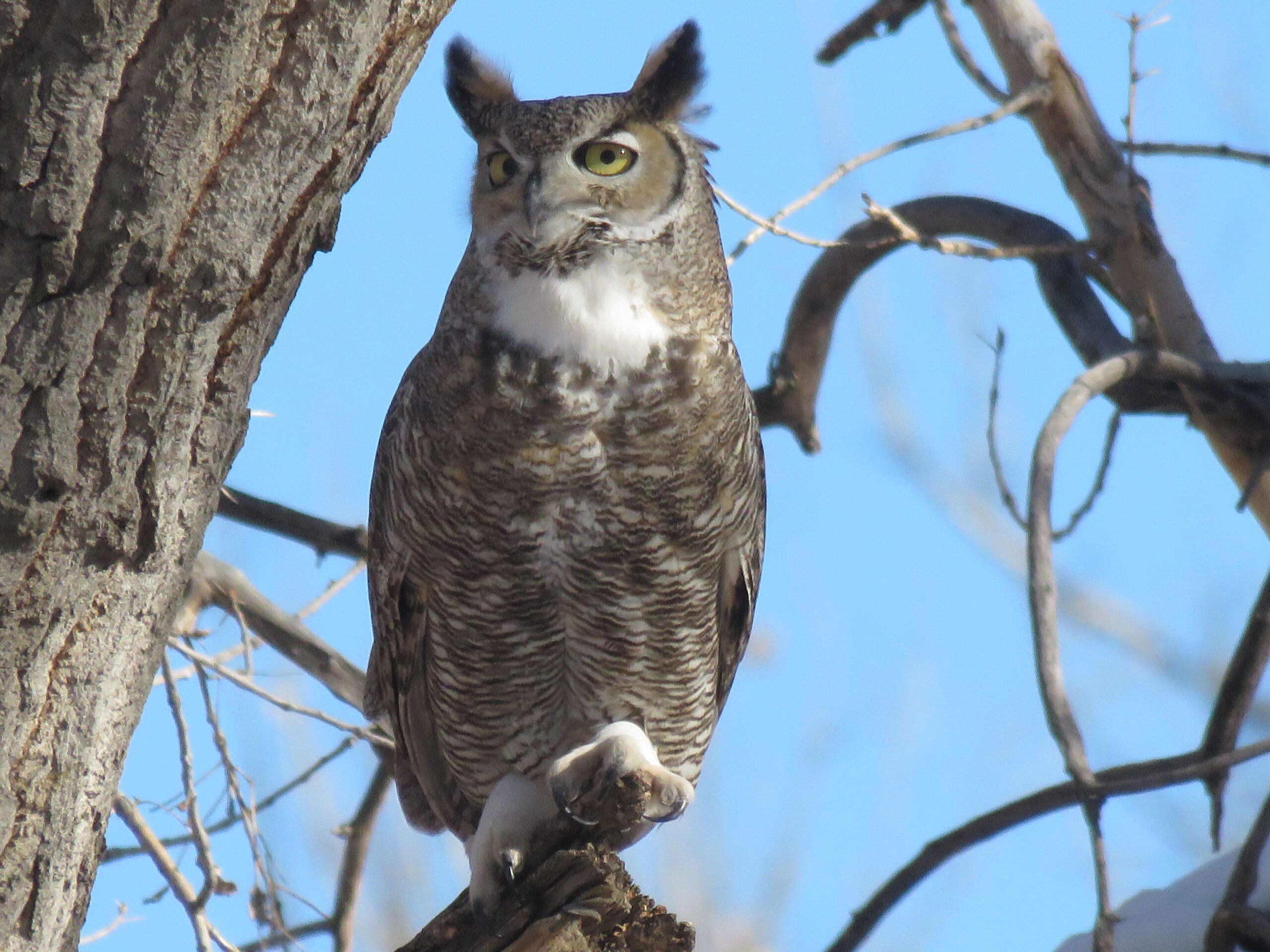 FCNC Owl prowl A great horned owl perched on a bare branch.
