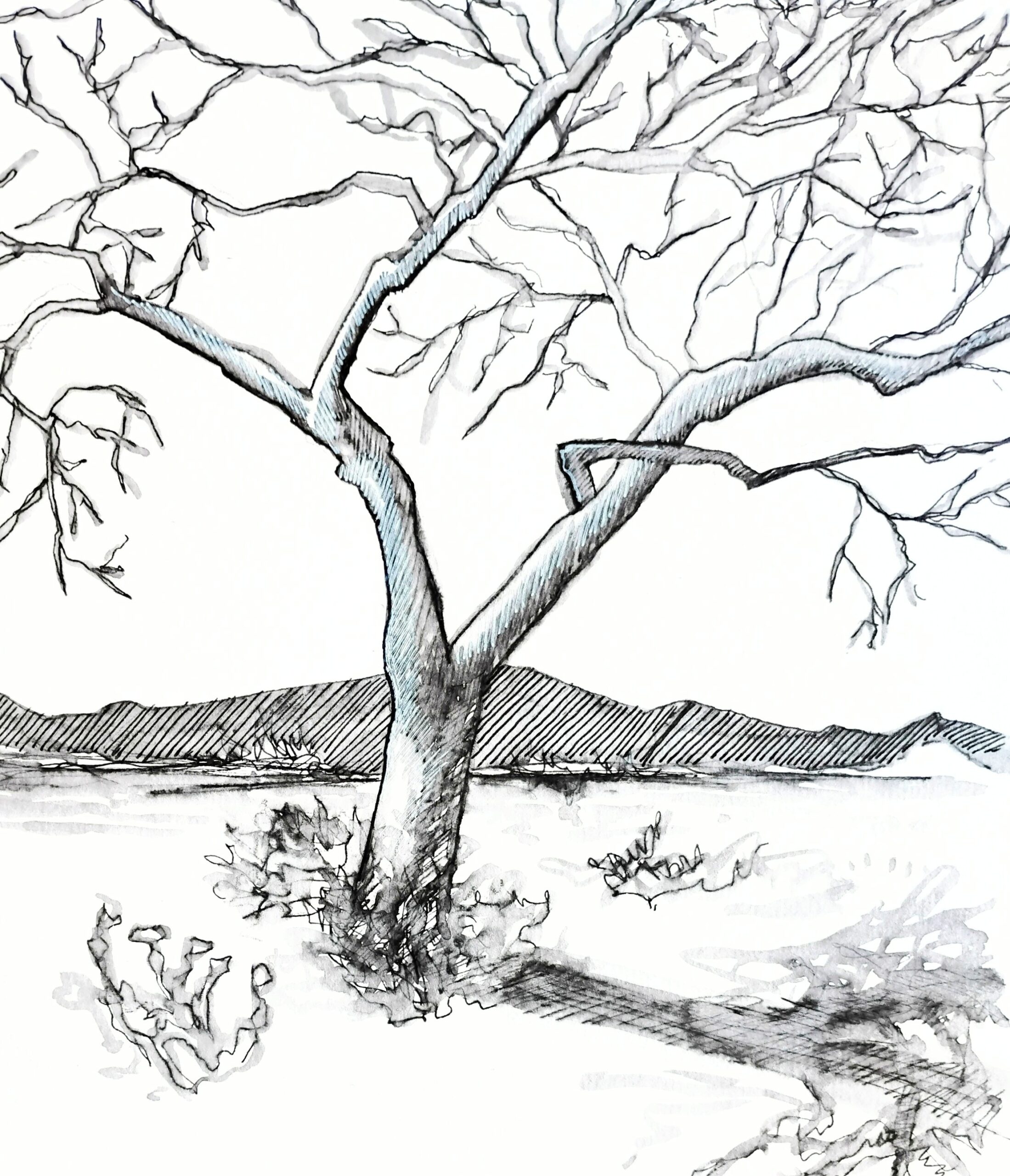 A black and white sketch of a tree with bare branches in front of a mountain range.