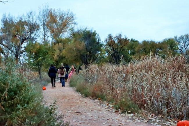 Jack-o-Lantern Trail 2023 (142) Families walk along the Nature Trail on a fall evening. The trail is lined with lit jack-o-lanterns.