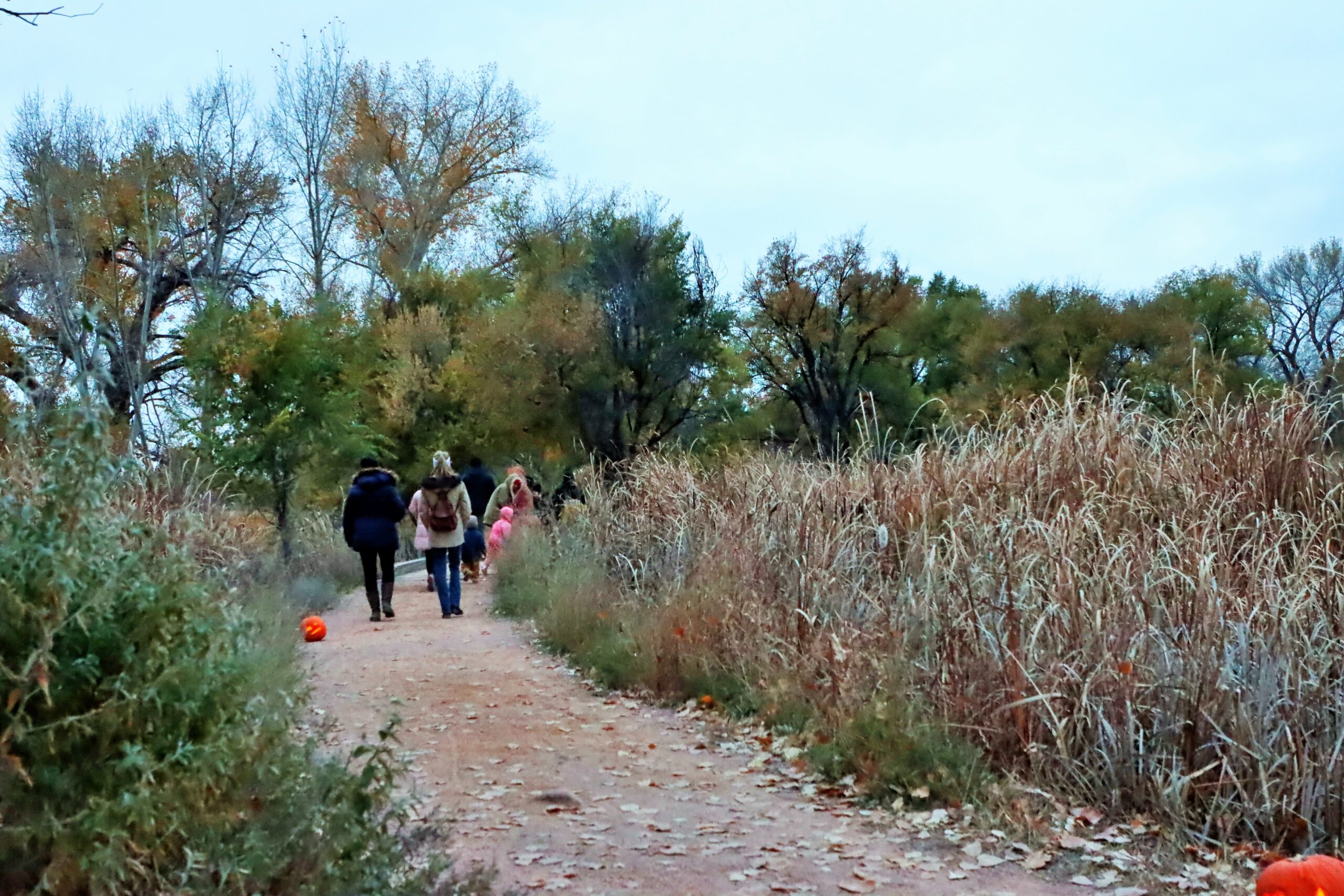 Jack-o-Lantern Trail 2023 (142) Families walk along the Nature Trail on a fall evening. The trail is lined with lit jack-o-lanterns.